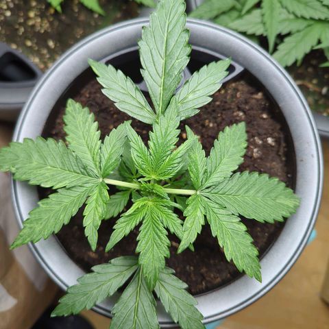 Monkey growlog timeline photo