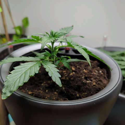 Monkey growlog timeline photo