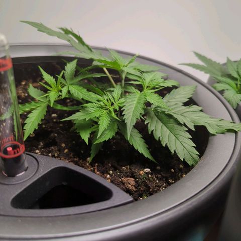 Pflännzi growlog timeline photo