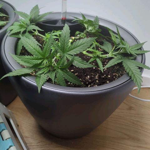 Pflännzi growlog timeline photo