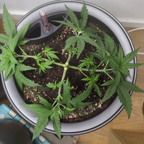 Pflännzi growlog timeline photo