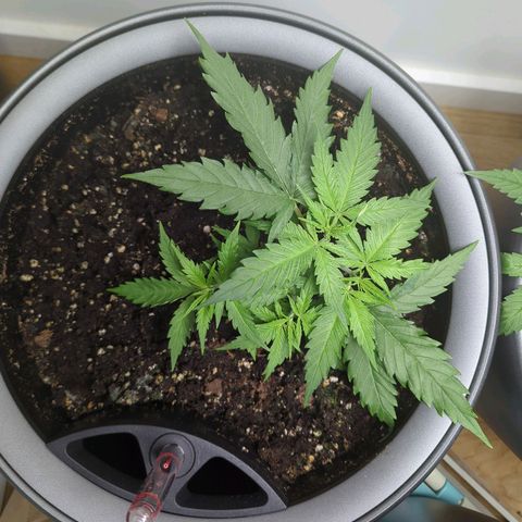 Pflännzi growlog timeline photo