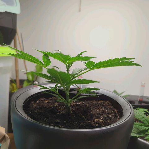 Monkey growlog timeline photo