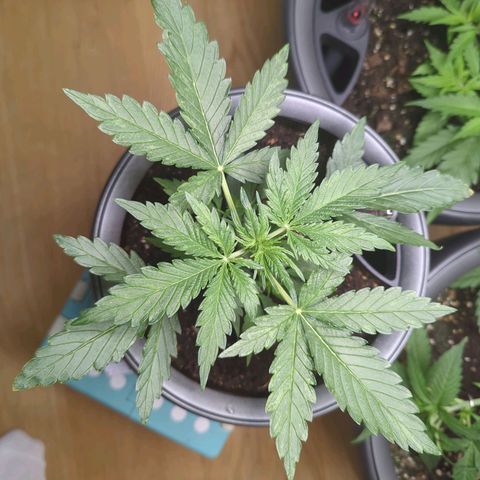 Monkey growlog timeline photo