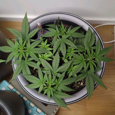 Pflännzi growlog timeline photo