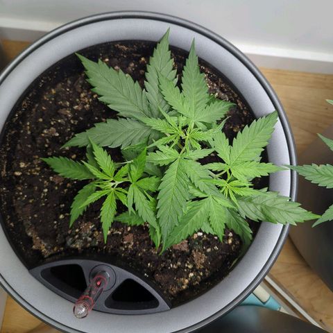 Pflännzi growlog timeline photo