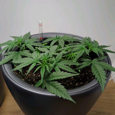 Pflännzi growlog timeline photo
