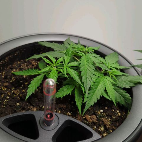 Pflännzi growlog timeline photo