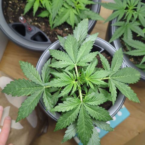Monkey growlog timeline photo