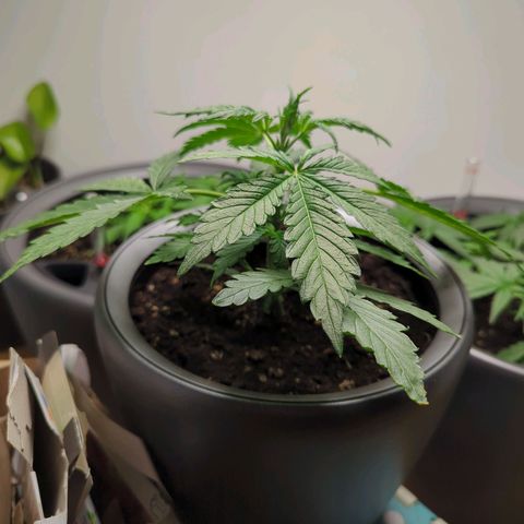 Monkey growlog timeline photo
