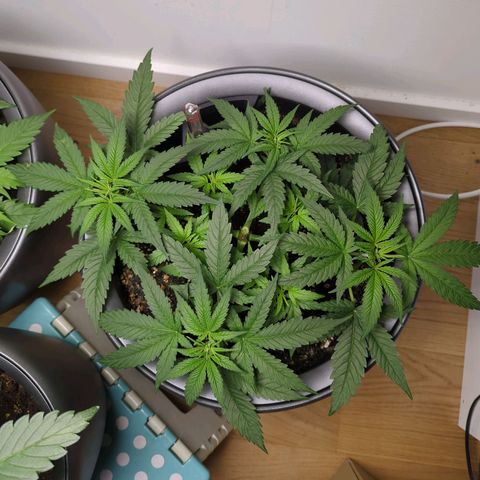 Pflännzi growlog timeline photo