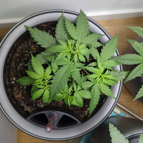 Pflännzi growlog timeline photo