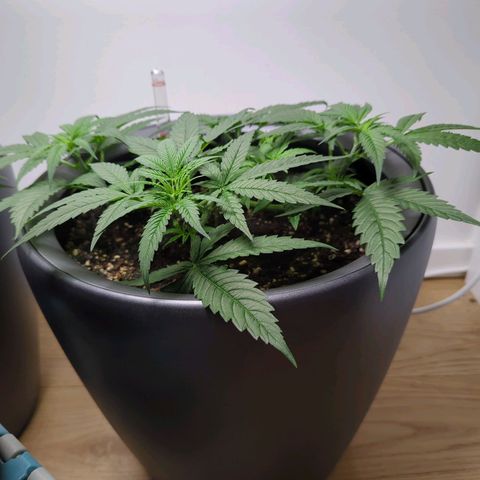 Pflännzi growlog timeline photo