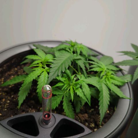 Pflännzi growlog timeline photo