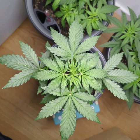 Monkey growlog timeline photo