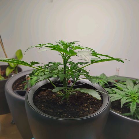 Monkey growlog timeline photo