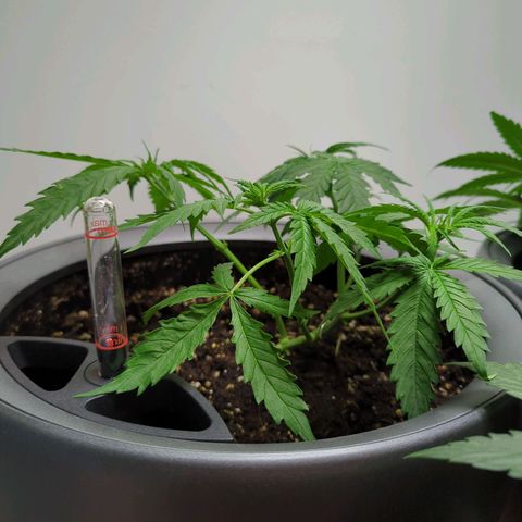 Pflännzi growlog timeline photo