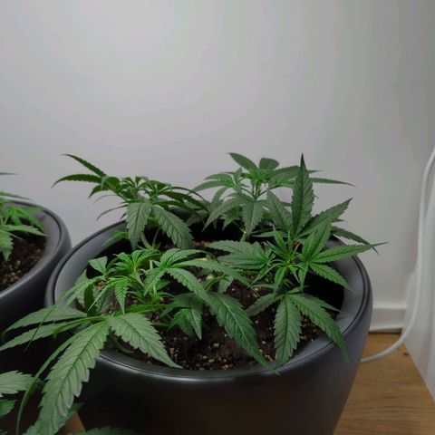 Pflännzi growlog timeline photo