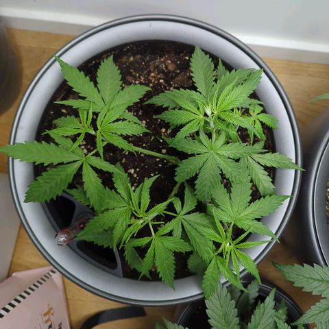 Pflännzi growlog timeline photo
