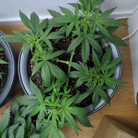 Pflännzi growlog timeline photo