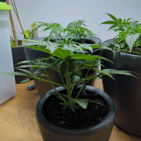 Monkey growlog timeline photo
