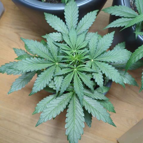 Monkey growlog timeline photo