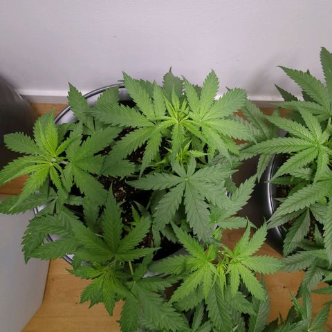 Pflännzi growlog timeline photo