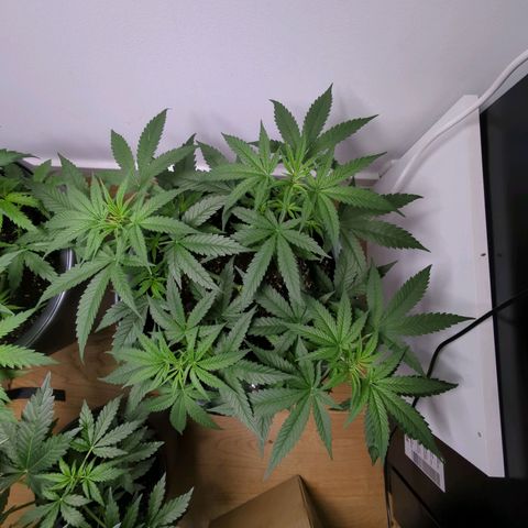 Pflännzi growlog timeline photo