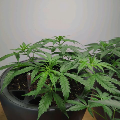 Pflännzi growlog timeline photo