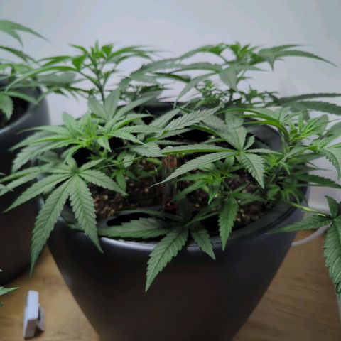 Pflännzi growlog timeline photo