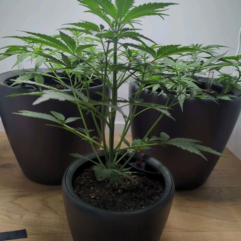 Monkey growlog timeline photo