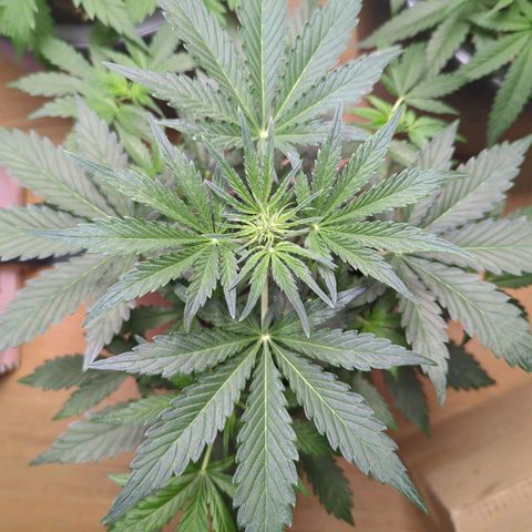 Monkey growlog timeline photo