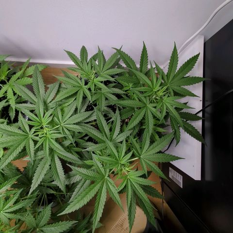 Pflännzi growlog timeline photo