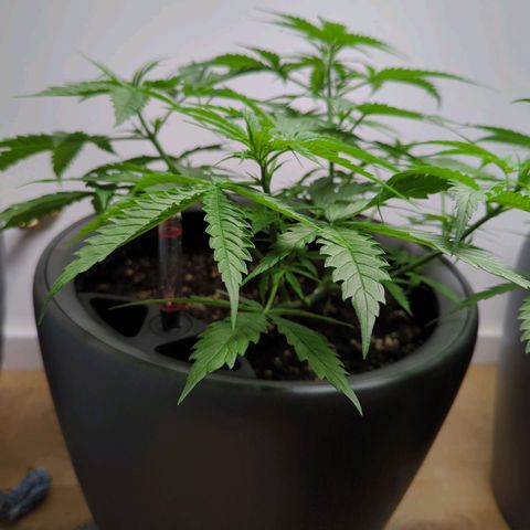 Pflännzi growlog timeline photo