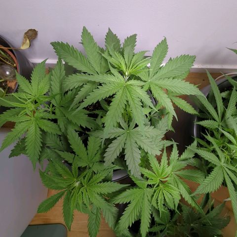 Pflännzi growlog timeline photo