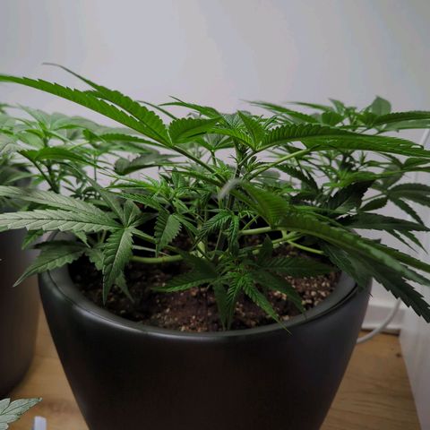Pflännzi growlog timeline photo