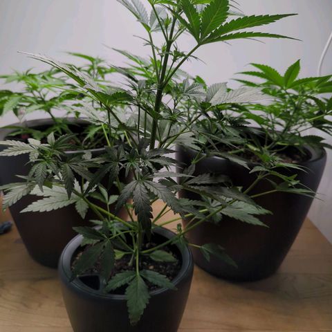 Monkey growlog timeline photo
