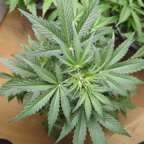 Monkey growlog timeline photo