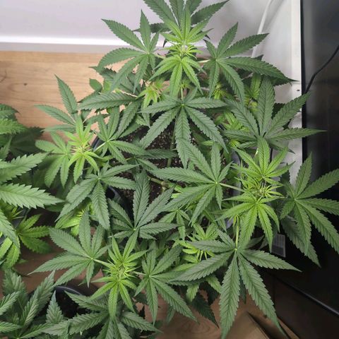 Pflännzi growlog timeline photo