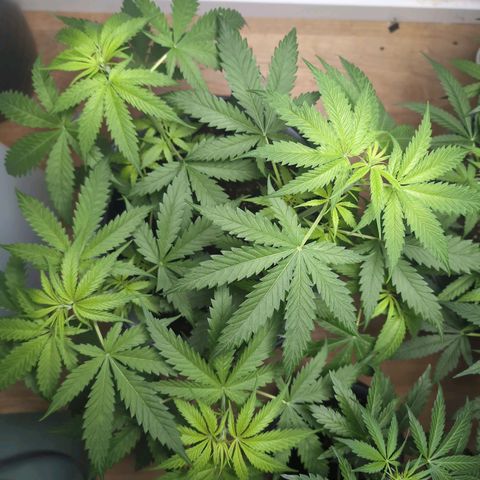 Pflännzi growlog timeline photo