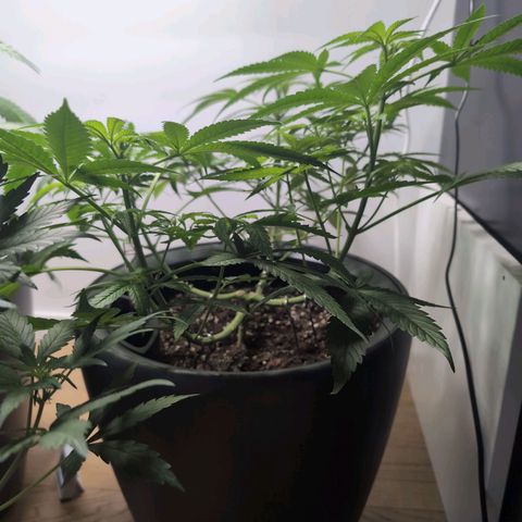 Pflännzi growlog timeline photo