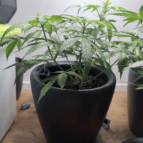 Pflännzi growlog timeline photo
