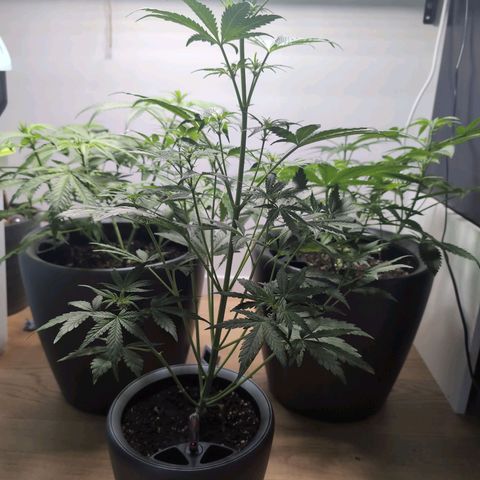 Monkey growlog timeline photo
