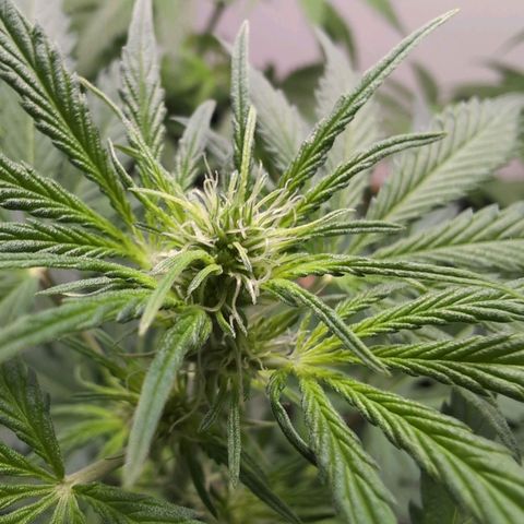 Monkey growlog timeline photo