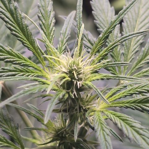Monkey growlog timeline photo