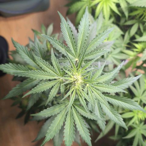 Monkey growlog timeline photo