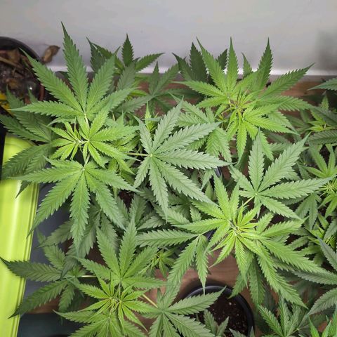 Pflännzi growlog timeline photo