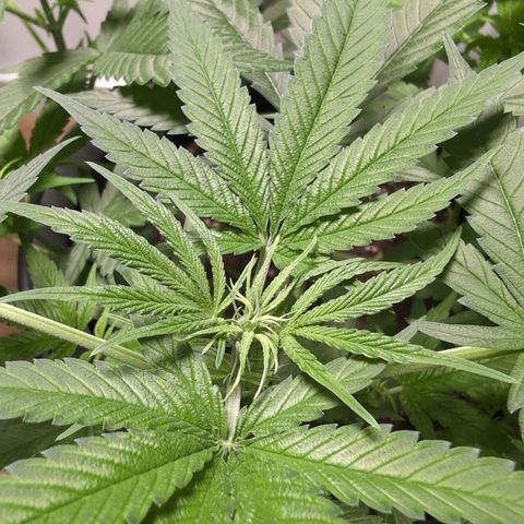 Pflännzi growlog timeline photo