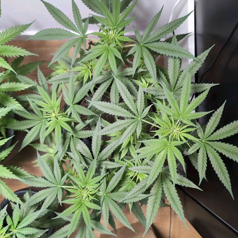 Pflännzi growlog timeline photo