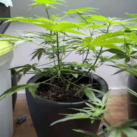 Pflännzi growlog timeline photo
